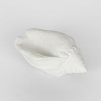 Shore White Sea Snail 20X11X9CM