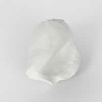 Shore White Sea Snail 20X11X9CM