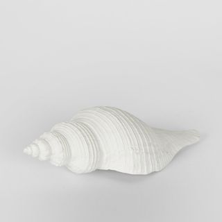 Sara White Sea Snail 23X8X7CM