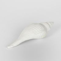 Sara White Sea Snail 23X8X7CM