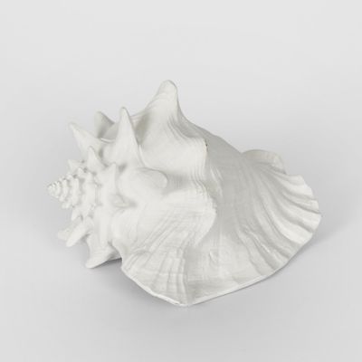 Sandy White Sea Snail 21X19X13CM