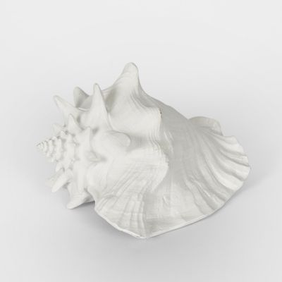 Sandy White Sea Snail 21X19X13CM