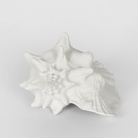 Sandy White Sea Snail 21X19X13CM