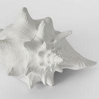 Sandy White Sea Snail 21X19X13CM