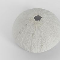 Susie White Sea Urchin  9X9X4.5CM