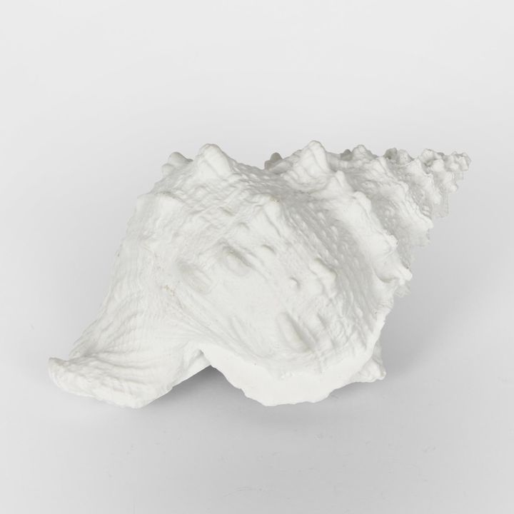 Sammy White Sea Snail 21X14X12CM