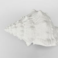 Sammy White Sea Snail 21X14X12CM
