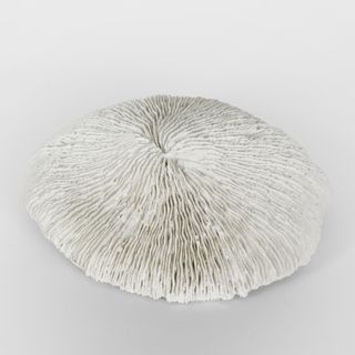 Sofi White Sea Urchin 19X17X5CM