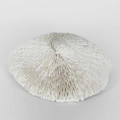 Sofi White Sea Urchin 19X17X5CM