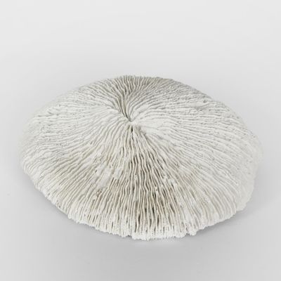 Sofi White Sea Urchin 19X17X5CM