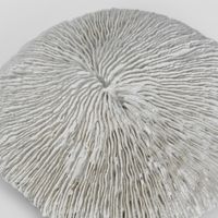 Sofi White Sea Urchin 19X17X5CM
