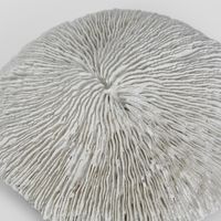 Sofi White Sea Urchin 19X17X5CM