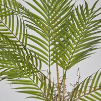 Fern Root Spray