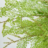 Maidenhair Fern Root Spray