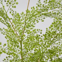 Maidenhair Fern Root Spray