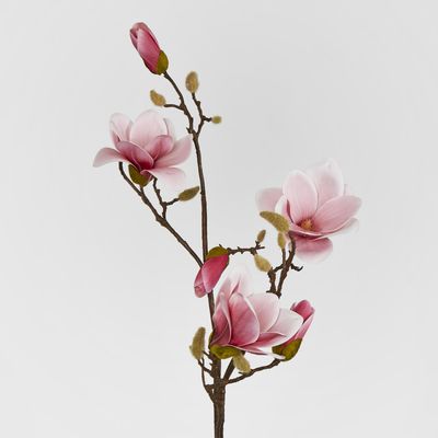 Magnolia With Full Blooms Pink