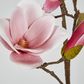 Magnolia With Full Blooms Pink