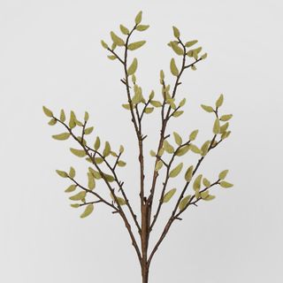 Pussy Willow Stem