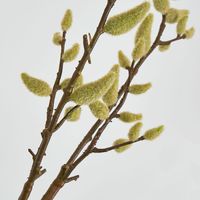 Pussy Willow Stem