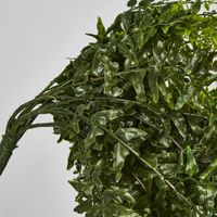 Hanging Bakers Fern