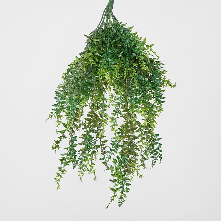 Hanging Bakers Fern