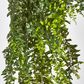 Hanging Bakers Fern x 24