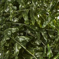 Hanging Bakers Fern