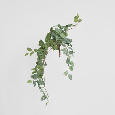 Fittonia Hanging Bush x 9