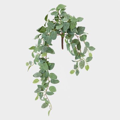 Fittonia Hanging Bush