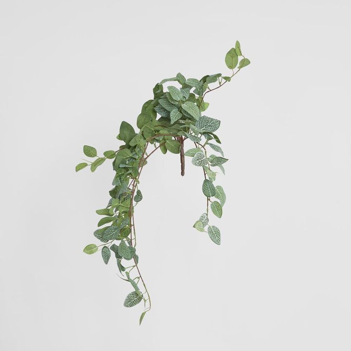 Fittonia Hanging Bush x 9