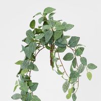 Fittonia Hanging Bush