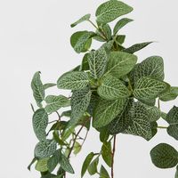 Fittonia Hanging Bush