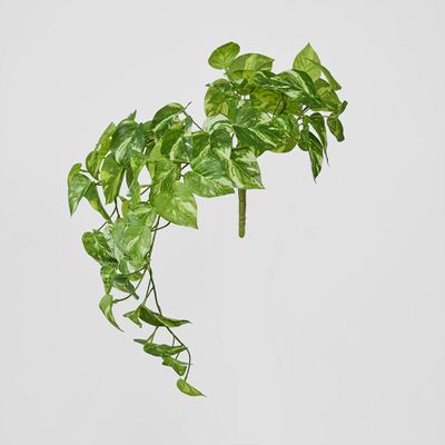 Marble Pothos Hanging Bush x 8 79 leaves