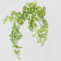 Marble Pothos Hanging Bush x 8 79 leaves