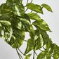 Marble Pothos Hanging Bush x 8 79 leaves