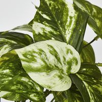 Marble Pothos Hanging Bush x 8 79 leaves