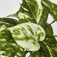 Marble Pothos Hanging Bush x 8 79 leaves