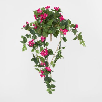 Bougainviilea Hanging Bush