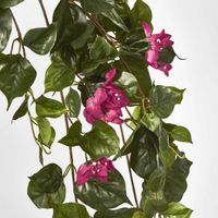 Bougainviilea Hanging Bush x 12