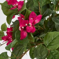 Bougainviilea Hanging Bush