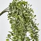 Green Eucalyptus Hanging Bush x 6