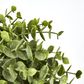 Green Eucalyptus Hanging Bush x 6