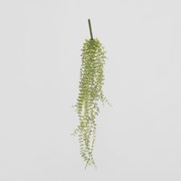 56cm Button Fern Vine x 8 Pellaea rotundifolia