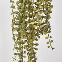 56cm Button Fern Vine x 8 Pellaea rotundifolia