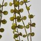 56cm Button Fern Vine x 8 Pellaea rotundifolia