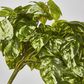 Real Touch Pothos hanging Bush x 12