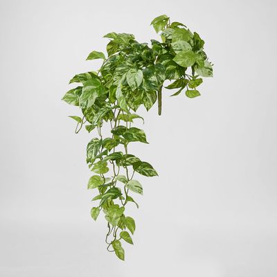 Real Touch Pothos hanging Bush x 12