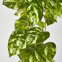 Real Touch Pothos Hanging Bush x 12
