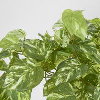 Real Touch Pothos hanging Bush x 12
