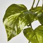 Real Touch Pothos hanging Bush x 12